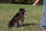 CLICKER TRAINING